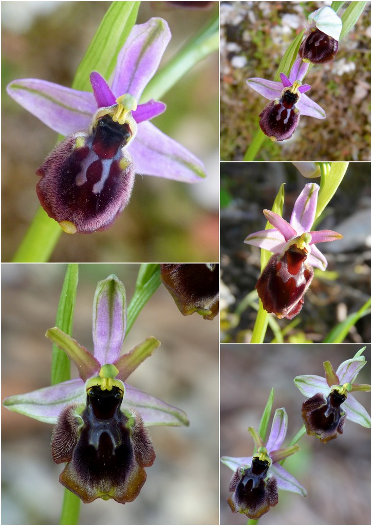 Orchidee in Sardegna, un fine settimana a 78 giri!